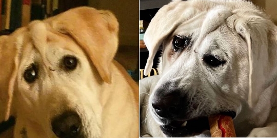 Hund mit missgebildetem Gesicht von seiner Familie im Stich gelassen: Ein Engel eilt zur Hilfe
